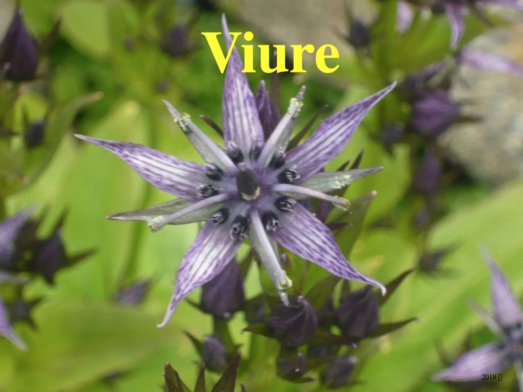 Viure
